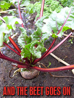 Beet_Goes_On.jpg
