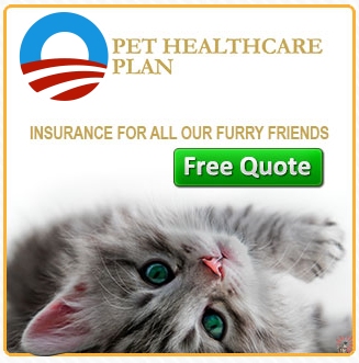 HealthyKittens.jpg