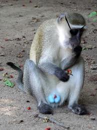 Kardashian Blue Balls.jpg