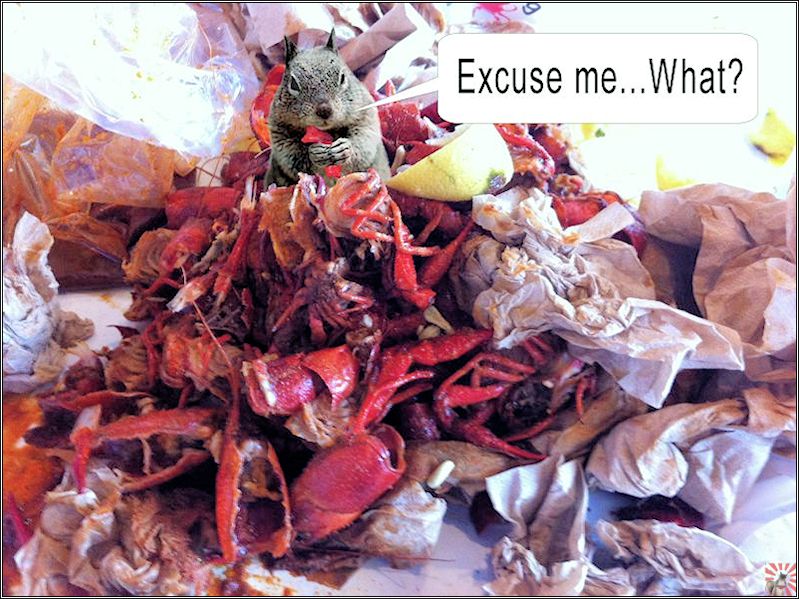 Napkin Thief.jpg