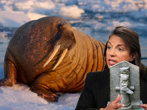 paul-nicklen-atlantic-walrus-resting-on-sea-ice-near-the-open-water-foxe-basin-nunavut-canada_i-G-36-3646-4SDCF00Z.jpg