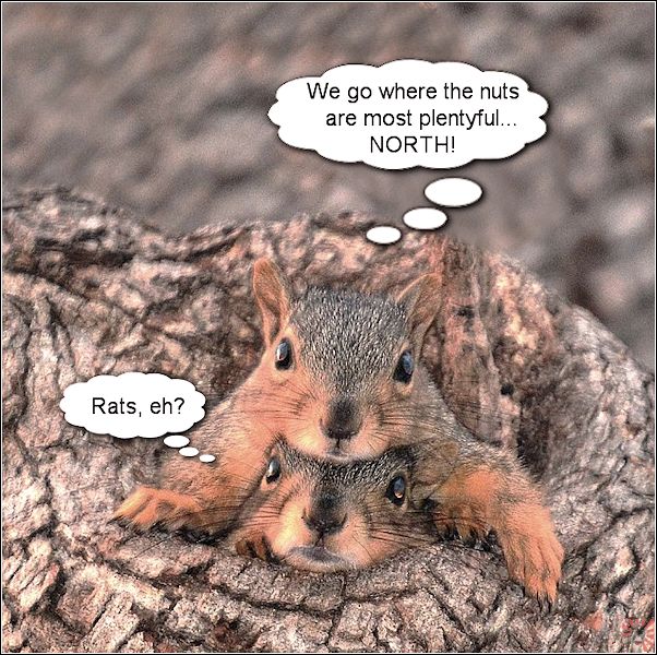 Brother-Squirrels-2.jpg