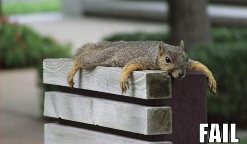 flying squirrel fail 1.jpg
