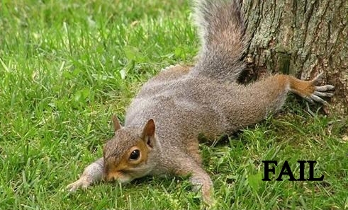 flying squirrel fail.jpg