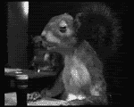squirrel-drinkpl3.gif
