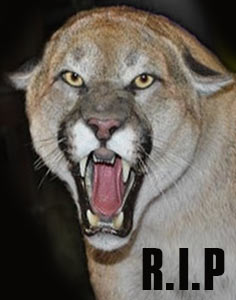 Cougar_RIP.jpg