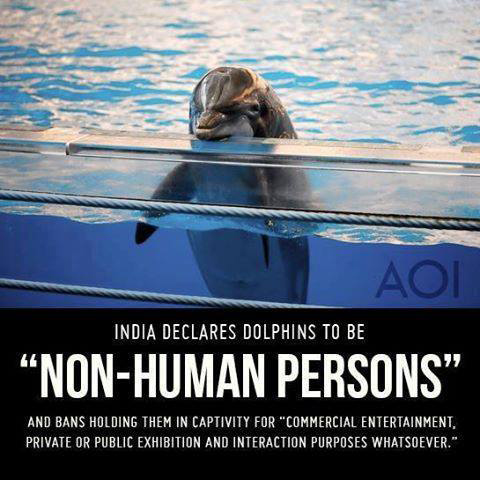 Dolphin.jpg