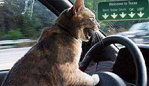 drivingcat.jpg