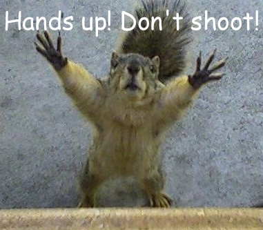 Squirrel-looking-up-with-hands-up.jpg