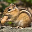 chipmunk.jpeg