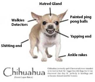 Chihuaha.jpg