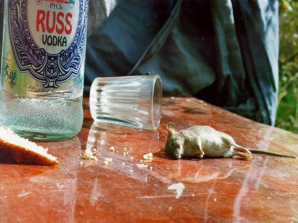 Vodka_Mouse.jpg
