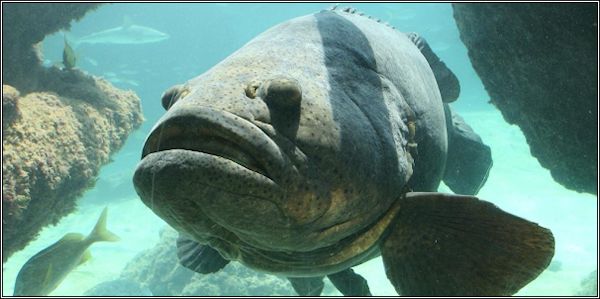 Goliath-Grouper.jpg