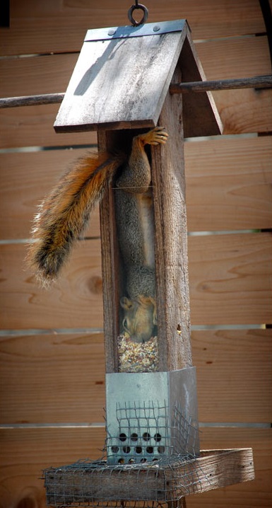 Squirrel Looter.jpg