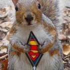Funny-Squirrels-Funny-Squirrel-Picture-50-FunnyPica.com_-140x140.jpg