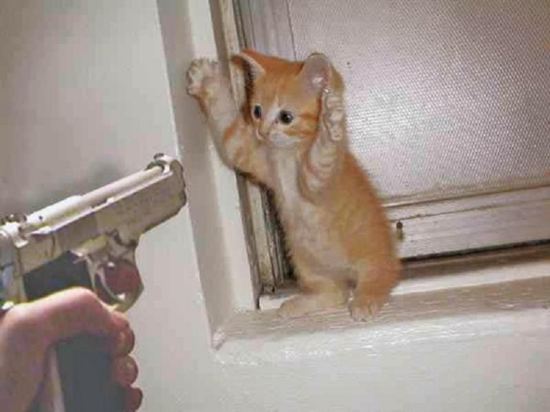 kitten stick up.jpg