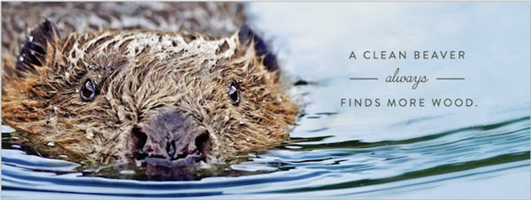 Clean_Beaver.jpg