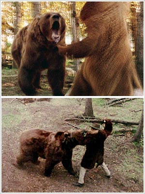 legends-of-the-fall-bear_l.jpg