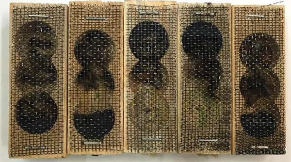 Bees_Caged.jpg