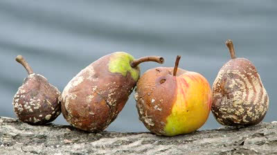 Rotten_Fruit.jpg