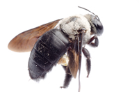 Carpenter-Bee1.jpg