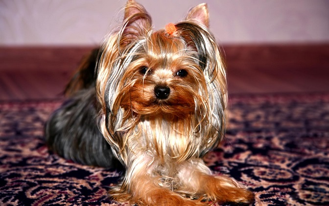 Yorkie.jpg