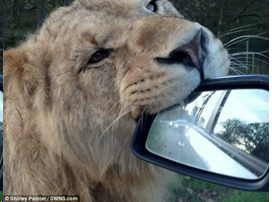 lion.png