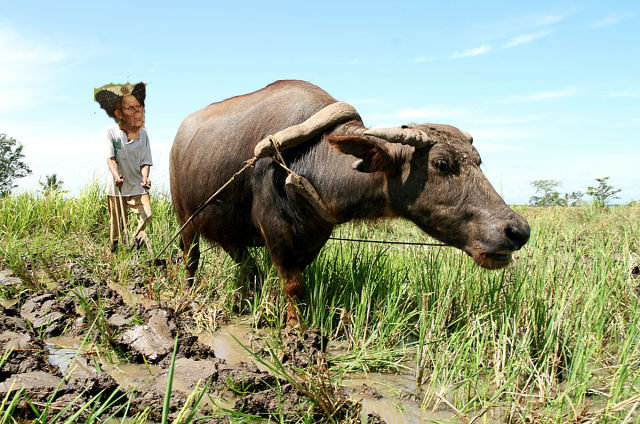 ox.jpg