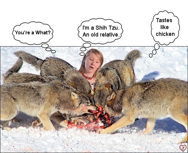 Another Shih Tzu Dinner.jpg