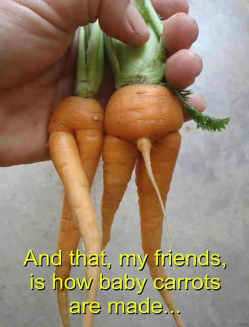 Baby_Carrots_Are_Made.jpg