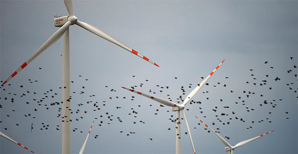 WindFarms_Birds.jpg