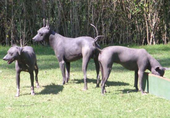 MexicanHairlessDogs.jpg