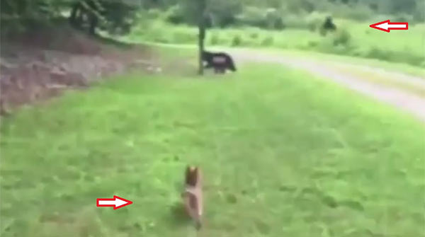 Bigfoot_Sighting_NC.jpg