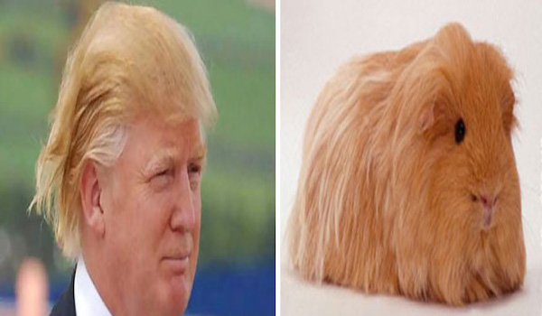 donald-trump-funny-look-alike-12__700.jpg