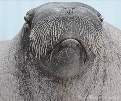 walrus.gif