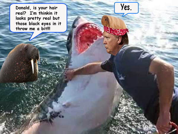 trump shark copy.jpg