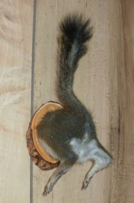 SquirellButt2.jpg