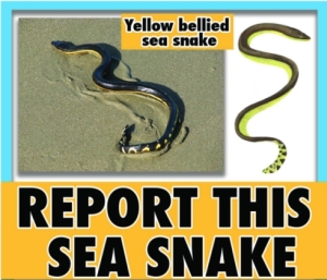 seasnake.jpg