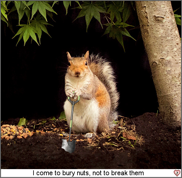 I-come-to-bury-nuts.jpg