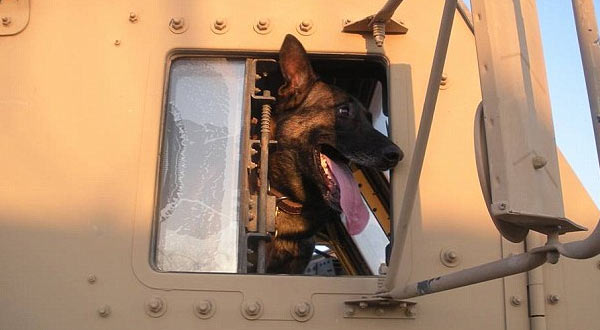 Dog_Hero_Major_Mike.jpg