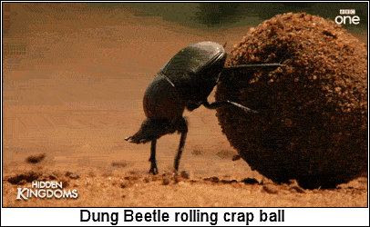 DungBeetle.jpg