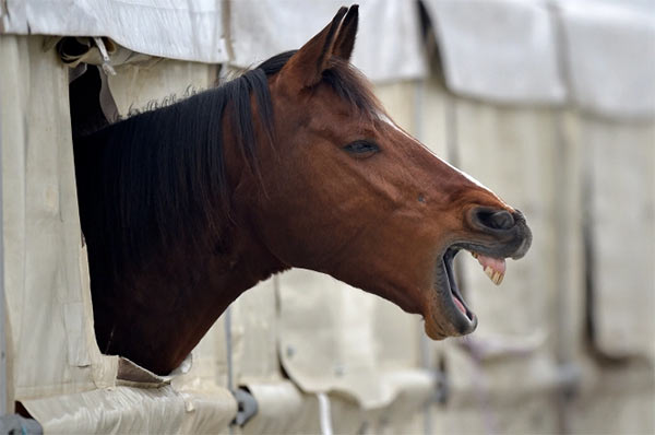 Horse_Sex.jpg