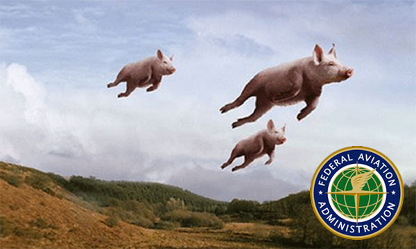 Flying_Pigs.jpg