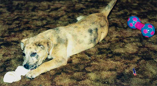 Doggie_Blanket.jpg