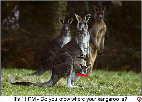 Kangaroo-2.jpg