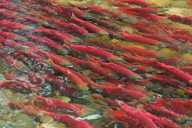 Spawning Salmon.jpeg