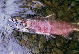 Spawned Out Salmon.jpeg