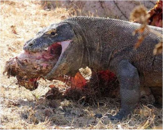 Komodo Dragon Feeding.jpg