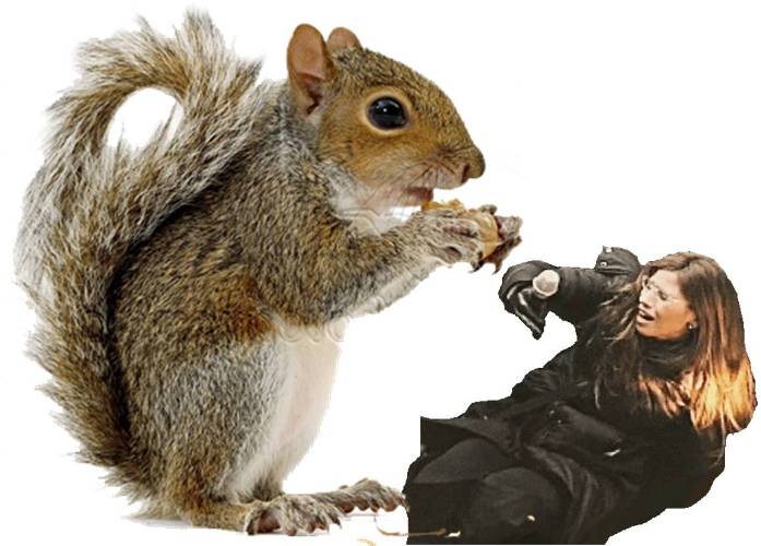 attacking squirrel.jpg