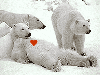 polarbearlounge.gif